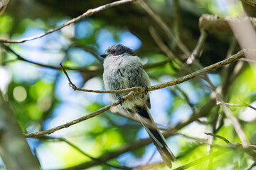 Fluffy long-tailed tit bird perched on a tree branch © Lauren