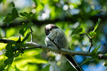 Fluffy long-tailed tit bird perched on a tree branch © Lauren