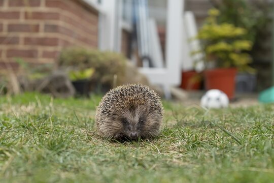 European hedgehog (Erinaceus europaeus) adult animal on a garden grass lawn with an urban house in the background in summer, England, United Kingdom