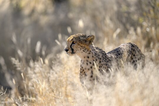 Cheetah (Acinonyx jubatus) at the Field Conservation Centre and Reserve of the Cheetah Conservation Fund (CCF), Elandsvreugde Farm, near Otjiwarongo, Otjozondjupa Region, Namibia