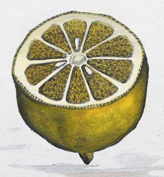 Sliced, halved lemon, citrus fruit, hand-coloured copper engraving or copper etching by Johann Christoph Volkamer or Volckamer, from N&uuml;rnbergische Hesperides oder gr&uuml;ndliche Beschreibung der Edlen Citronat, Citronen, und Pomerantzen-Fr&uuml;chte, Nuremberg 1708, 1714