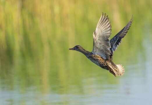 Gadwall (Mareca strepera), female in flight, Lower Saxony, Germany