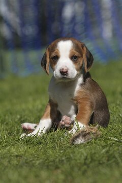 Hunting dog German Bracke, four-week-old young animal, Allg&auml;u, Bavaria, Germany
