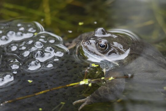 Common frog (Rana temporaria) adult in a garden pond with spawn in the spring, Suffolk, England, United Kingdom