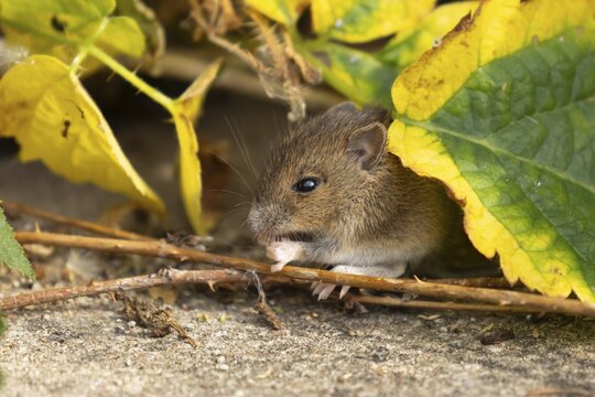 Brown rat (Rattus norvegicus) juvenile baby rodent animal feeding by an urban building, England, United Kingdom