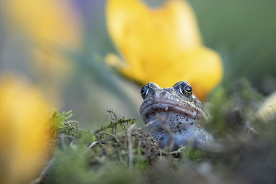 Common frog (Rana temporaria) adult amphibian amongst garden yellow crocus flowers in spring, England, United Kingdom