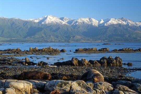Southern - or New Zealand Fur Seal (Arctocephalus forsteri), South Island, New Zealand