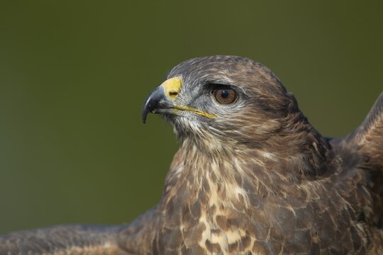 Common buzzard (Buteo buteo) adult raptor bird of prey head portrait, England, United Kingdom