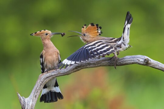 Hoopoe (Upupa epops) Bird of the Year 2022, male with food for his female, bridal gift, pair formation, courtship, foraging, erected bonnet, pair, breeding den, sunrise, interaction, flying, begging for food, climate change, Middle Elbe Biosphere Reserve, Saxony-Anhalt, Germany