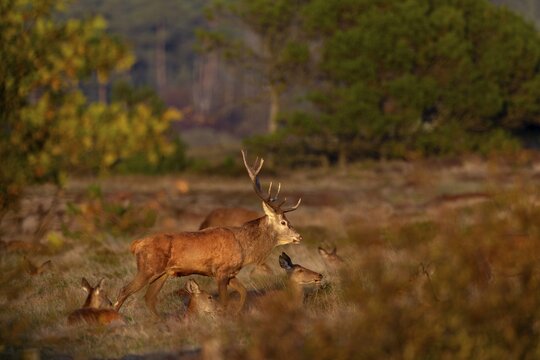 The red deer (Cervus elaphus) moves through its herd, rutting season, October, Denmark
