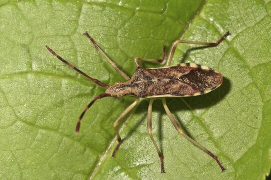 Juniper Shield Bug (Gonocerus juniperi), Baden-W&uuml;rttemberg, Germany