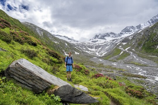 Mountaineers on a hiking trail between blooming alpine roses, view of the Schlegeisgrund valley, glaciated mountain peaks Hoher Weiszint and Dosso Largo with Schlegeiskees glacier, Berliner H&ouml;henweg, Zillertal, Tyrol, Austria