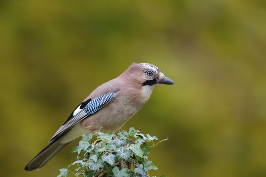 Eurasian jay (Garrulus glandarius) adult bird on an ivy covered tree stump, England, United Kingdom