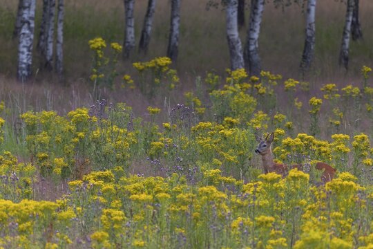 The stand of this roebuck (Capreolus capreolus) is located in a meadow with large stands of ragwort, a very dangerous poisonous plant for grazing and wild animals, dangerous, flowering meadow, summer coat, July, Germany