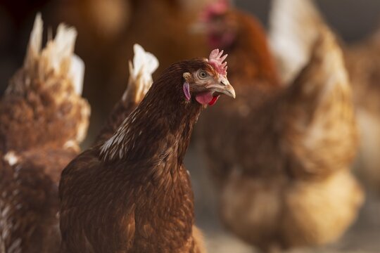 Brown hen in the foreground, surrounded by blurred conspecifics in the background, domestic fowl, Rhineland-Palatinate, Germany
