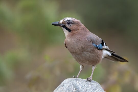 Eurasian jay (Garrulus glandarius), sitting on a stone, Tyrol, Austria