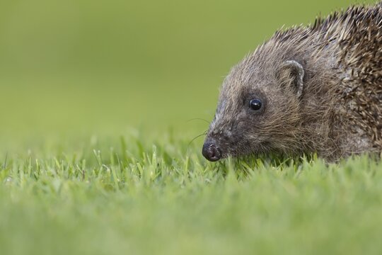 European hedgehog (Erinaceus europaeus) adult animal on an urban garden grass lawn, England, United Kingdom