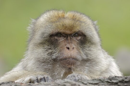 Barbary macaque (Macaca sylvanus), male, portrait, captive, occurring in Morocco, Algeria and Gibraltar