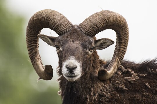 European mouflon (Ovis orientalis musimon), captive, Saarland, Germany