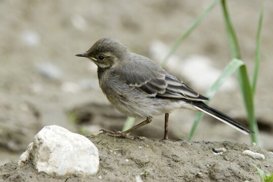 White Wagtail (Motacilla alba), Thaur, Tyrol, Austria, Europe