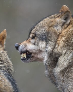 Gray wolf (Canis lupus) shows teeth, portrait, winter, Neuhaus, Lower Saxony, Germany