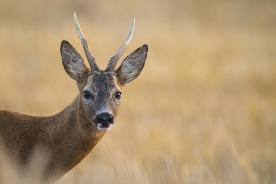 Portrait, bock ( Capreolus capreolus) , Lower Saxony, Germany