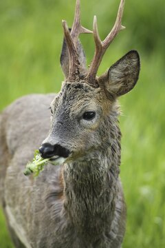 European roe deer (Capreolus capreolus) buck portrait, winter coat, eating on the meadow, Allg&auml;u, Bavaria, Germany