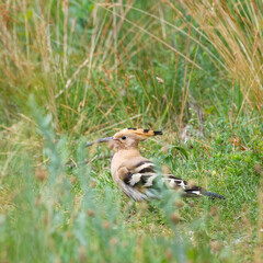 Hoopoe bird foraging for food on a green grass, Common Hoopoe or Upupa Epops, beautiful bird Find insects in the green field. © Ewald Fröch