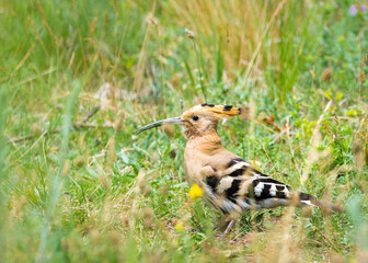 Hoopoe bird foraging for food on a green grass, Common Hoopoe or Upupa Epops, beautiful bird Find insects in the green field. © Ewald Fröch