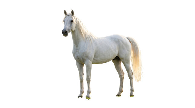 Majestic white horse standing in profile, elegant Arabian stallion with long mane, purebred gray equine animal, noble white steed for equestrian themes isolated on White Background