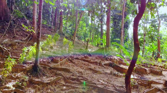 Low forward tracking shot along steep jungle hillside trail with exposed tree roots, earthen steps and dense tropical forest canopy overhead. Palawan, Philippines