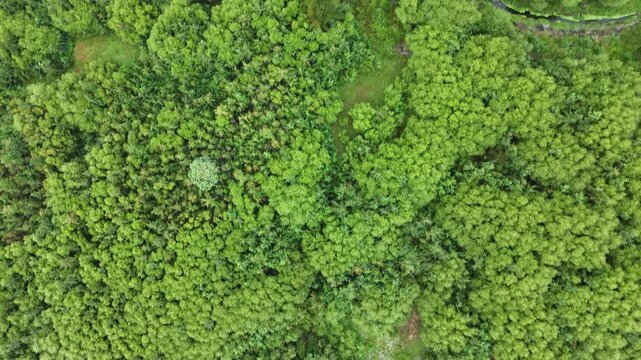 Aerial topdown drone flight over dense forest and meandering dark river, Pucon, Chile.