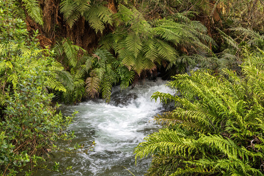 A rushing creek surrounded by ferns in the New Zealand forest 