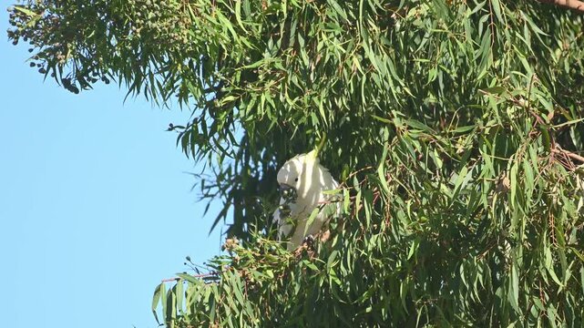 Sulphur crested cockatoo foraging in a gum tree for gum nuts on a windy day