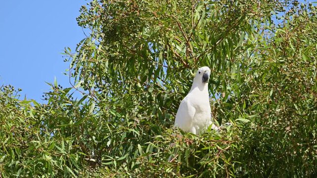 Sulphur crested cockatoo perched among dense green eucalyptus leaves
