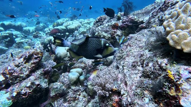 Incredible 4K Ace Pro 2 footage of a school of 80 giant bumphead parrotfish feeding heavily and crunching on a hard coral reef. Rare, high-action marine biology behavior in Raja Ampat