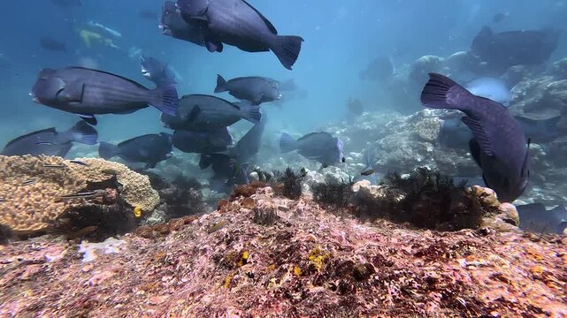 Incredible 4K Ace Pro 2 footage of a school of 80 giant bumphead parrotfish feeding heavily and crunching on a hard coral reef. Rare, high-action marine biology behavior in Raja Ampat