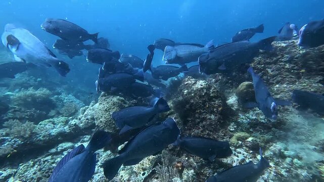 Incredible 4K Ace Pro 2 footage of a school of 80 giant bumphead parrotfish feeding heavily and crunching on a hard coral reef. Rare, high-action marine biology behavior in Raja Ampat