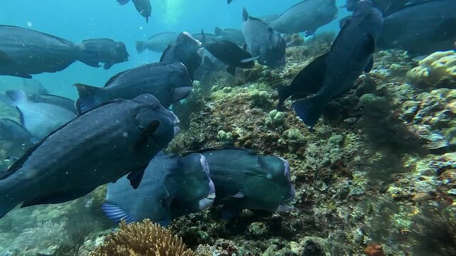 Incredible 4K Ace Pro 2 footage of a school of 80 giant bumphead parrotfish feeding heavily and crunching on a hard coral reef. Rare, high-action marine biology behavior in Raja Ampat