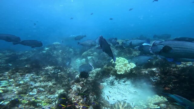 Incredible 4K Ace Pro 2 footage of a school of 80 giant bumphead parrotfish feeding heavily and crunching on a hard coral reef. Rare, high-action marine biology behavior in Raja Ampat