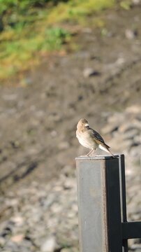 A female common lentil sits on an iron fence rail