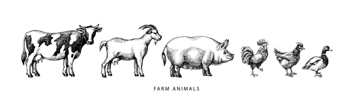 Hand drawn sketch farm animals set. Vector isolated vintage illustration