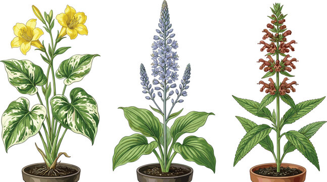 Vintage hand drawn potted flower vector set with lavender veronica spike and hosta elements