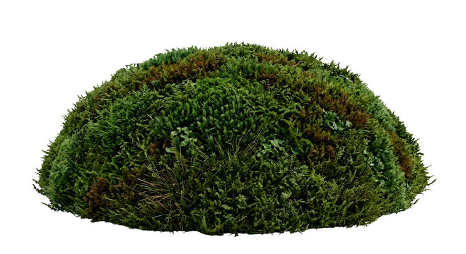 Fresh green moss hummock patch isolated over solid transparent background