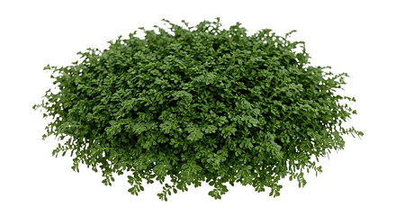 Obraz premium Lush green baby tears plant clump isolated on transparent background