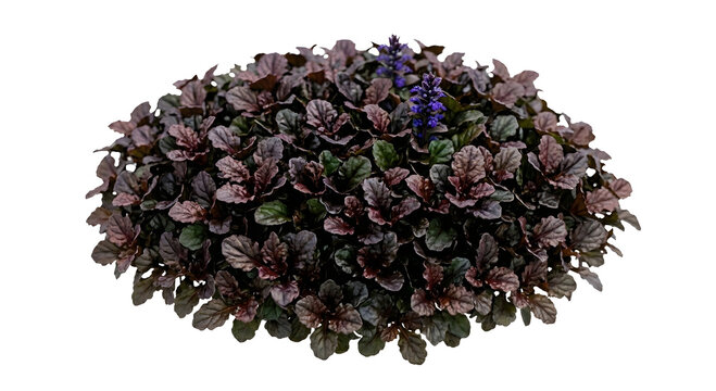 Ajuga Reptans Bugleweed Plant Isolated on transparent Background