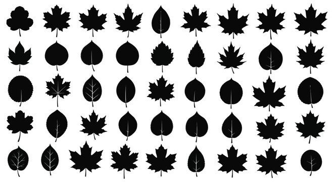 Black Leaf Silhouettes On White Background Botanical Collection