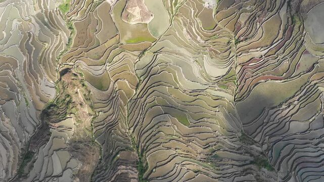 Overhead drone shot of abstract patterns of differently colored terraced rice fields in rural China