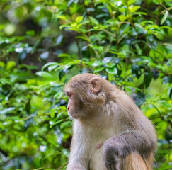 Fototapeta premium Monkeys in a park in Zhangjiajie National Forest Park