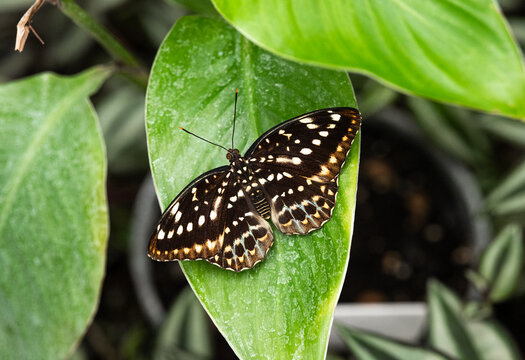 Chrysoritis lycaenoides butterfly resting on a vibrant green leaf in a garden.
